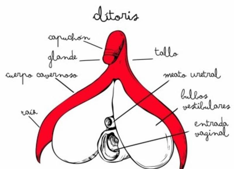 Are mistaken. El clitoris de la mujer idea El clitoris de la mujer with you