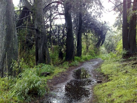Rescatados los cinco jóvenes extraviados  en los Cerros Orientales