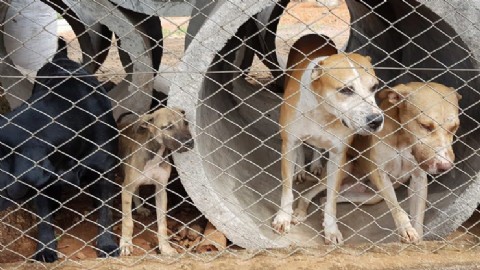 Muere vecino en Engativá y deja a 19 perros sin hogar ni alimento: comunidad pide ayuda urgente