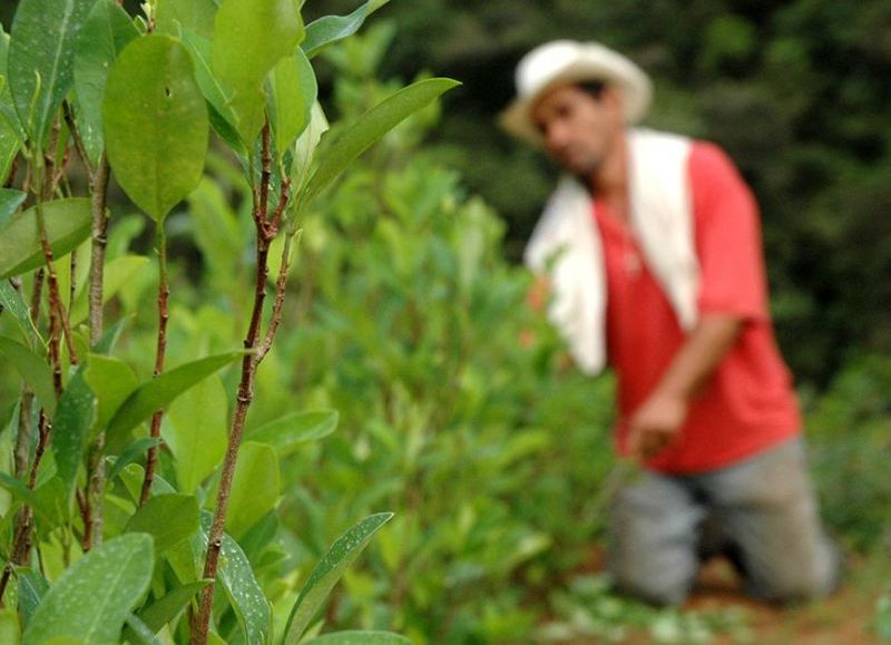 Los cultivos ilícitos aumentaron un 13 por ciento según la ONU
