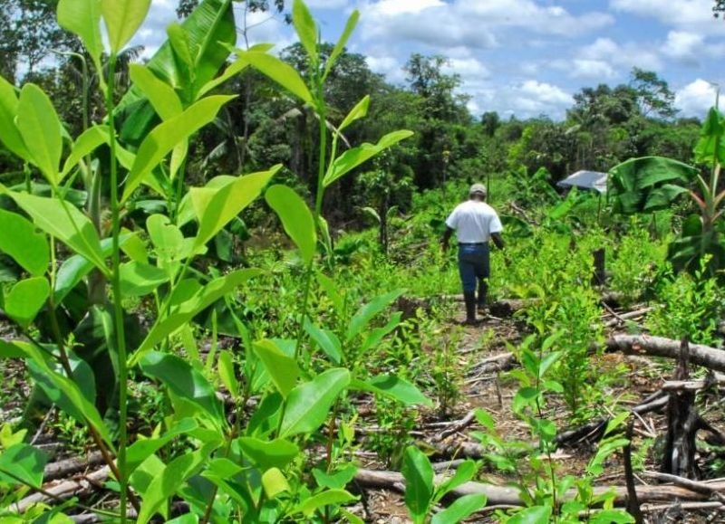 Los cultivos de coca en Colombia alcanzaron su máximo histórico en 2017