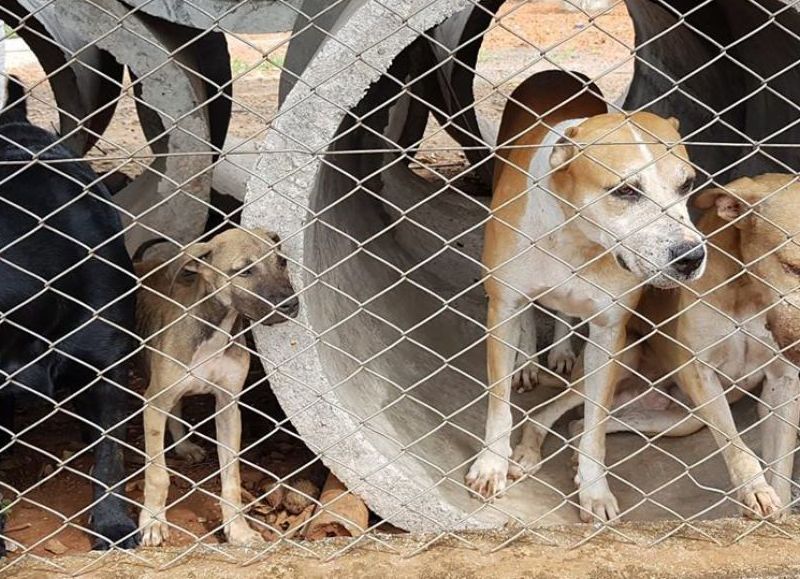 Muere vecino en Engativá y deja a 19 perros sin hogar ni alimento: comunidad pide ayuda urgente